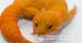 Kaufe Leopardgecko Tangerine - Kauf