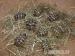 Griechische Landschildkröten Nachzucht THB 2016 - Verkauf