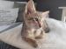 Siam, OKH, Kitten, reinrassig - Verkauf