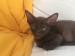 Siam, OKH, Kitten, reinrassig - Verkauf