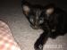 Siam, OKH, Kitten, reinrassig - Verkauf