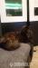 Maine Coon Kätzin - Verkauf