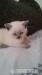 BKH Kitten Katzenbäbys Blue Point - Verkauf