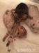 BKH Kitten mit Stammbaum Reinrassig - Verkauf