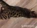 Junger Bengalkater mit Ahnentafel - Verkauf