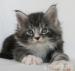 Typvolle Maine Coon Kitten m. P. - Verkauf