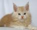 Typvolle Maine Coon Kitten m. P. - Verkauf