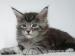Typvolle Maine Coon Kitten m. P. - Verkauf