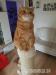 Reinrassige BKH scottish straight shorthair - Verkauf