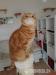 Reinrassige BKH scottish straight shorthair - Verkauf