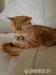 Reinrassige BKH scottish straight shorthair - Verkauf
