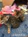 Reinrassige Bengal Kitten mit Stammbaum - Verkauf