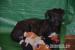 Deerhound s PP - Prodej