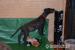 Deerhound s PP - Prodej