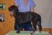Deerhound s PP - Prodej