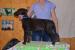 Deerhound s PP - Prodej