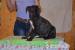 Deerhound s PP - Prodej