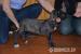 Deerhound s PP - Prodej