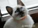 Thai-Kitten, Thaikitten, alte Siam-form - Verkauf