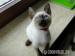 Thai-Kitten, Thaikitten, alte Siam-form - Verkauf