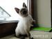 Thai-Kitten, Thaikitten, alte Siam-form - Verkauf
