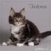 Reinrassige Maine Coon Kitten - Verkauf