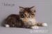 Reinrassige Maine Coon Kitten - Verkauf