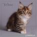 Reinrassige Maine Coon Kitten - Verkauf