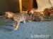 Bengal Kitten / Kätzchen - Verkauf