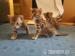 Bengal Kitten / Kätzchen - Verkauf