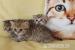 BKH Golden Tabby Classic und Ticket mit stammbaum - Verkauf