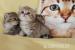 BKH Golden Tabby Classic und Ticket mit stammbaum - Verkauf