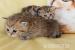 BKH Golden Tabby Classic und Ticket mit stammbaum - Verkauf