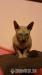 Don Sphynx Kater zu verkaufen - Verkauf