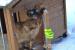 Fany Kastratin 2 Jahre alt - Verkauf