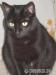 Katze schwarz zu vermitteln - Verkauf