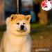 Akita Inu štěňata top - Eladás