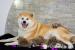 Akita Inu štěňata top - Eladás