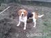 Beagle,bígl,bígel na krytie  - Predaj