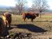 Plemenný býk Highland Cattle - Predaj