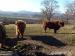 Plemenný býk Highland Cattle - Predaj