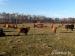 Jalovice Highland Cattle - Predaj