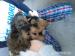 Female Yorkshire terrier puppies  - Sale