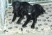 Labrador retriever - Prodej