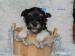 Biewer yorkshire terrier s PP - Prodej
