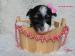 Biewer yorkshire terrier s PP - Prodej