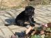 CANE CORSO  - Prodej