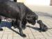 CANE CORSO  - Prodej