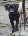 Boerboel s PP - Prodej