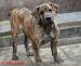 Boerboel s PP - Prodej